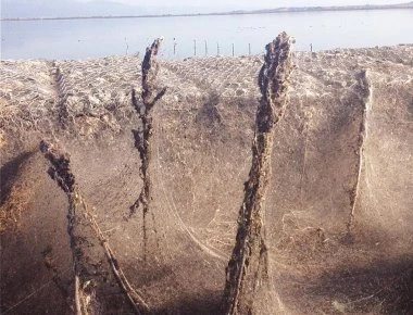 Γιγαντιαίος ιστός αράχνης σκέπασε τα πάντα στην Βιστωνίδα (φώτο-βίντεο)
